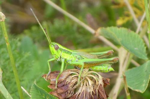 Réf. 239 696 : Euthystira brachyptera